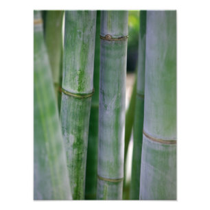 Natural Bamboo Zen Background Customized Template Photo Print