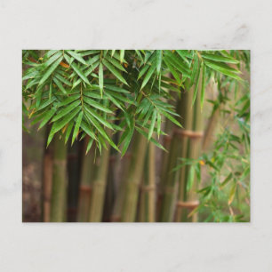 Natural Bamboo Zen Background Customized Template Postcard
