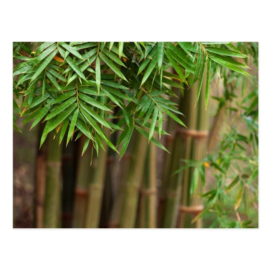 Natural Bamboo Zen Background Customized Template Postcard