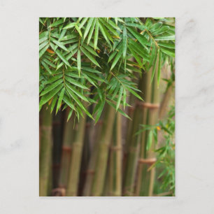 Natural Bamboo Zen Background Customized Template Postcard