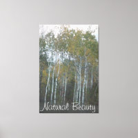 Natural Beauty White Birch