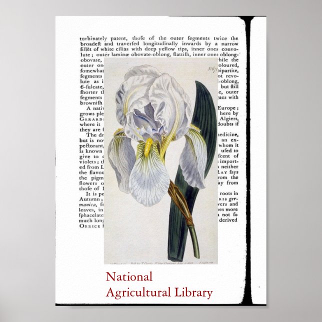 Natural Botanical Print Two (Front)