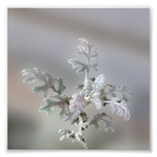 Natural Christmas Decorations Photo Print