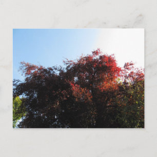 Natural Colour Postcard