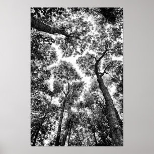 Natural Fit (tree tops) Poster