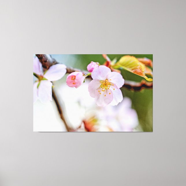 Natural Floral Composition Of Sakura Flowers Canvas Print (Front)