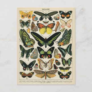 Natural History Butterfly Postcard