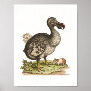 Natural history museum-Dodo-Extinct-Bird Poster