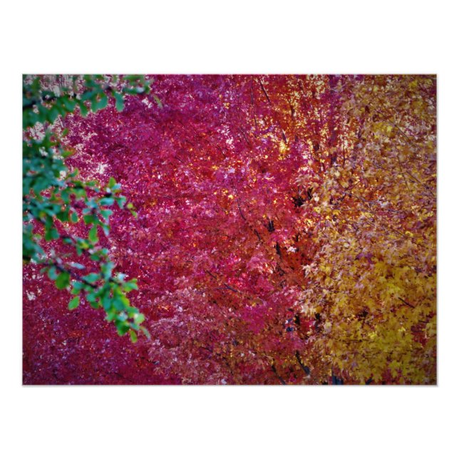 "Natural Vibrancy" Photo Print (Front)