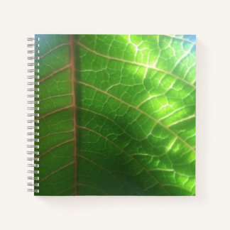 Naturally Lit Poinsettia Leaf Notebook