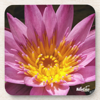 NaturCraze Pink Lotus Flower Hard plastic coaster