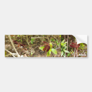 NaturCraze Red Dragonfly Bumper Sticker