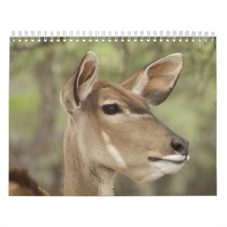 Nature and Animal Portrait Calendar for 2026