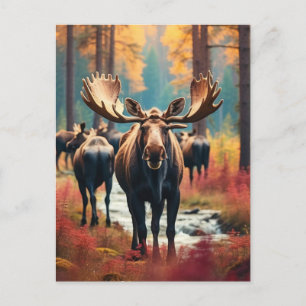 *~* Nature AP49 MOOSE Forest  PINES STREAM Postcard