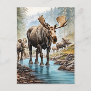 *~* Nature AP49 MOOSE HERD Forest STREAM Postcard