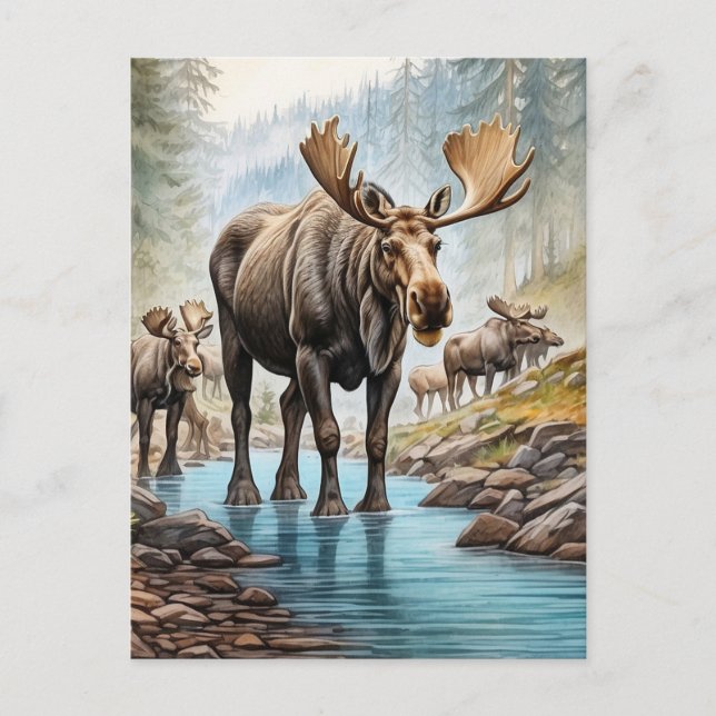 *~* Nature AP49 MOOSE HERD Forest STREAM Postcard (Front)