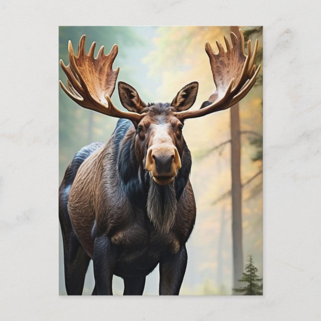 *~* Nature AP49 MOOSE Woods Forest Climb Mountain Postcard (Front)