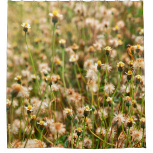 Nature background with grass flowerbackground, bea