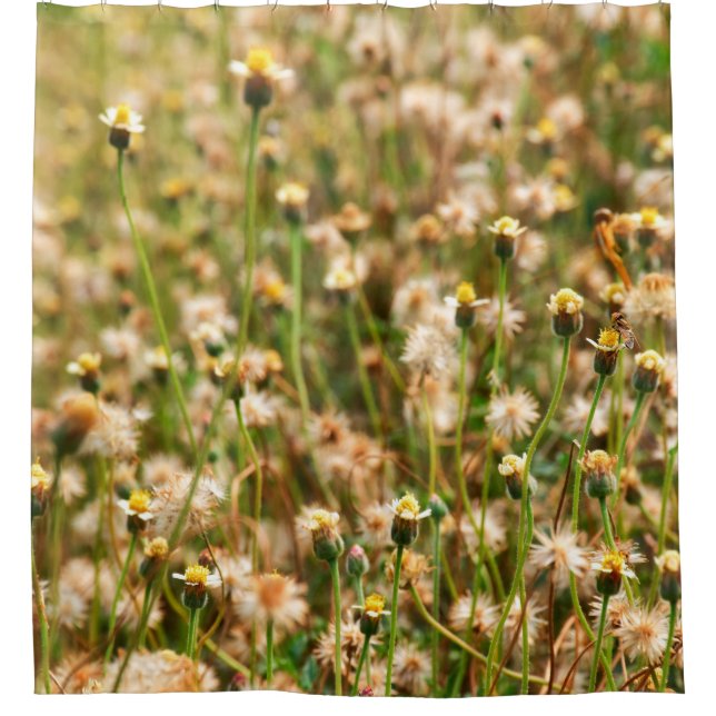 Nature background with grass flowerbackground, bea (Front)