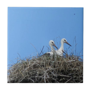 nature, bird, stork, nest, white, animal, sky, tile