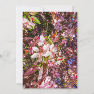  Nature blooms flowers light bloom sun   Invitation