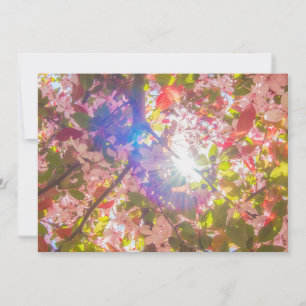 Nature blooms flowers light bloom sun Invitation