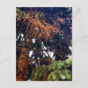 nature botanical garden plant pine tree postcard