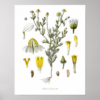 Nature,botanical print,flower art of Chamomile Poster