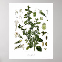Nature,botanical print,flower art of Lemon Balm