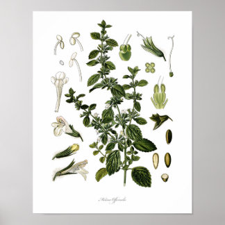 Nature,botanical print,flower art of Lemon Balm Poster