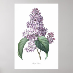 Nature,botanical print,flower art of Lilac Poster