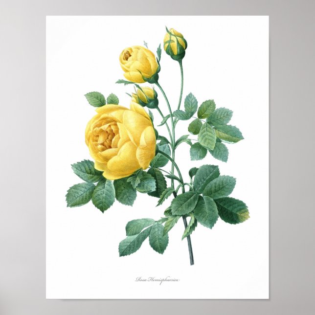 Nature, botanical print, flower art poster of Rose (Front)