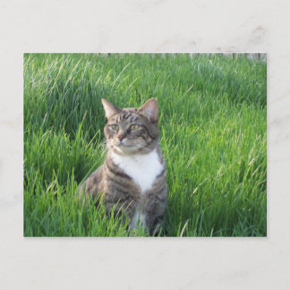 Nature Boy Cat Postcard