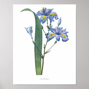 Nature, copie botanique, affiche d'art de fleur