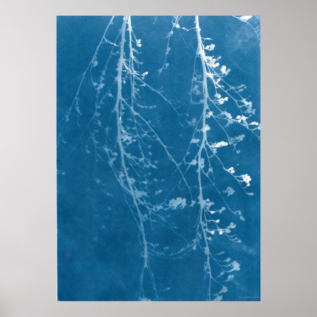 Nature Cyanotype in Blue Print & Digital Download (Front)