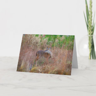 Nature Deer Doe wildlife Photo Lake Arrowhead Ga. Holiday Card