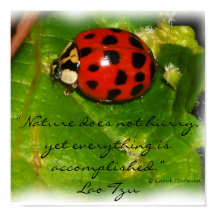 Nature Does Not Hurry Poster