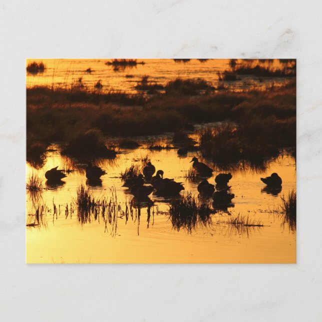 Nature - Ducks at Dawn Postcard (Front)