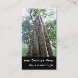 Nature/Evergreen Old Tall Tree Naturalist Business Card