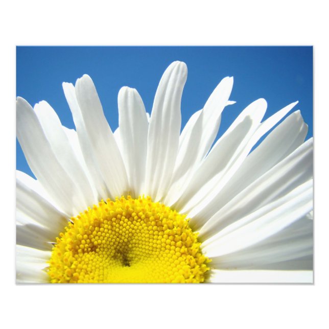 Nature Floral Photographie Imprime Daisy Décoratif (Devant)