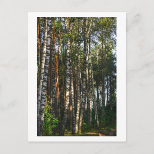 Nature Forest Birch Trees Green Landscape Postcard