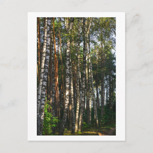 Nature Forest Birch Trees Green Landscape  Postcard (Front)