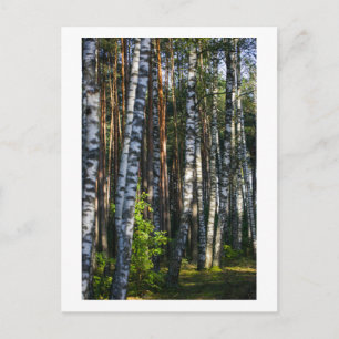 Nature Forest Birch Trees Green Landscape Postcard