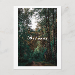 Nature Forest Birch Trees Landscape Belarus Postcard
