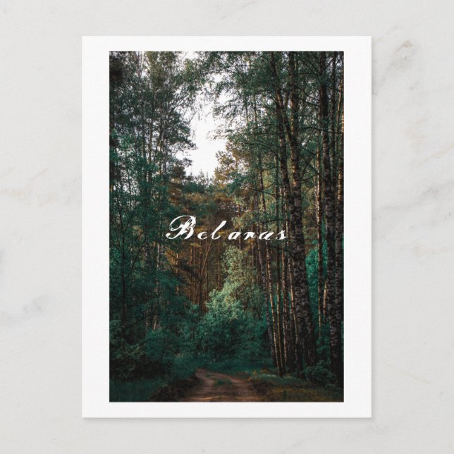 Nature Forest Birch Trees Landscape Belarus Postcard (Front)