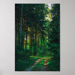 Nature Forest Birch Trees Landscape Road Poster