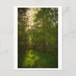 Nature Green Trees Forest Landscape Belarus Postcard