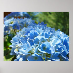 Nature Heals art prints Blue Hydrangea Flowers
