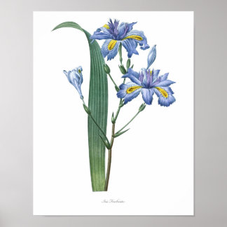 Nature, imprimé botanique, affiche d'art floral d'