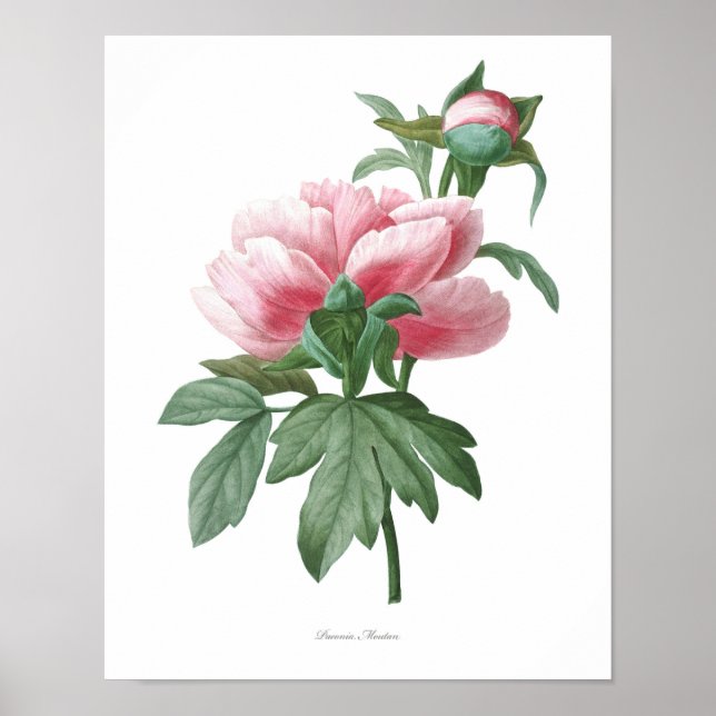 Nature, imprimé botanique, affiche d'art floral de (Devant)